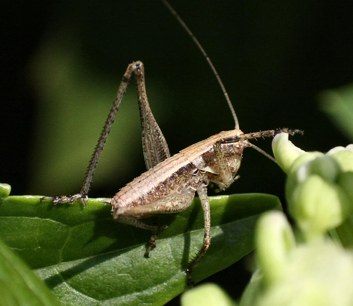 neanide da identificare